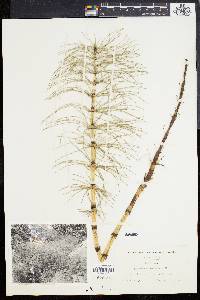 Equisetum telmateia image