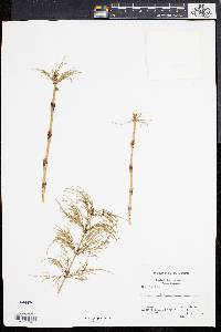 Equisetum sylvaticum image