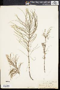 Equisetum sylvaticum image