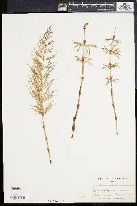 Equisetum sylvaticum image