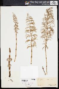 Equisetum sylvaticum image