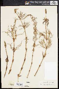 Equisetum sylvaticum image