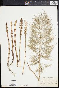 Equisetum sylvaticum image