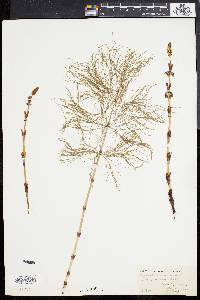 Equisetum sylvaticum image