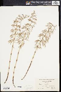 Equisetum sylvaticum image