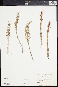 Equisetum sylvaticum image