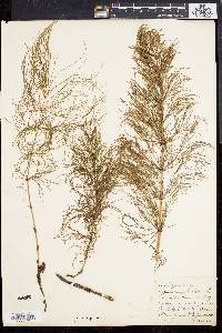 Equisetum sylvaticum image