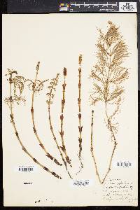 Equisetum sylvaticum image