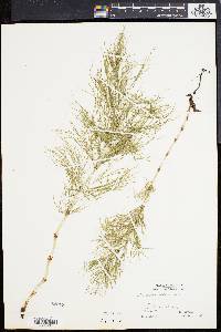 Equisetum sylvaticum image