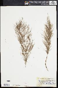 Equisetum sylvaticum image