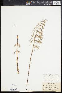 Equisetum sylvaticum image