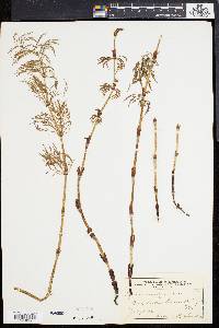 Equisetum sylvaticum image