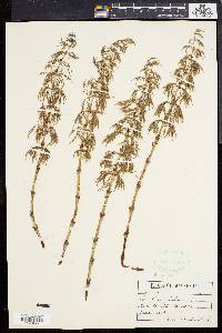 Equisetum sylvaticum image