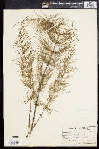 Equisetum sylvaticum image