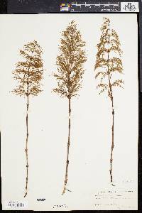 Equisetum sylvaticum image