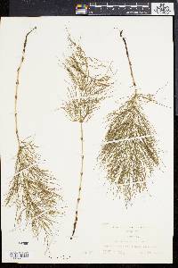 Equisetum sylvaticum image