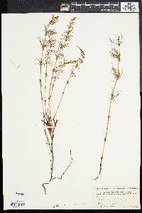 Equisetum sylvaticum image