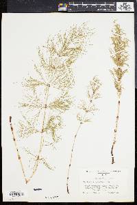 Equisetum sylvaticum image