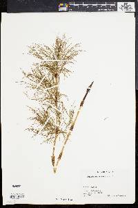 Equisetum sylvaticum image