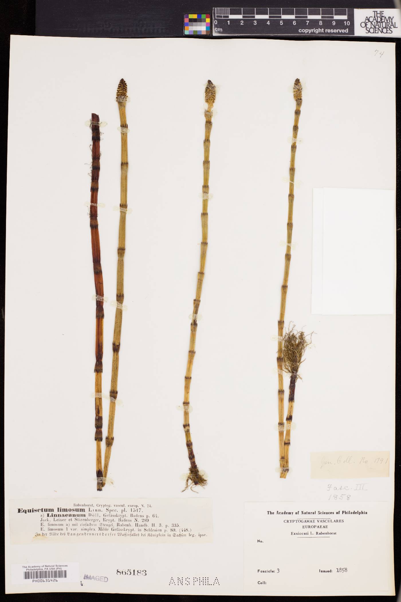 Equisetum limosum image