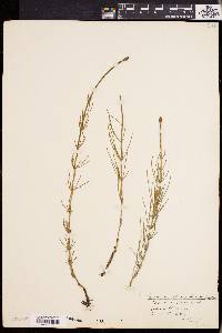 Equisetum × litorale image