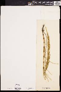 Equisetum palustre image