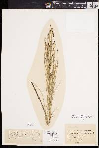 Equisetum palustre image