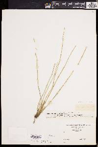 Equisetum palustre image