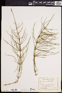 Equisetum palustre image