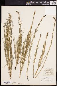 Equisetum palustre image