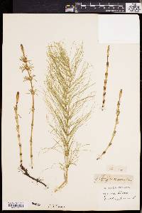 Equisetum pratense image