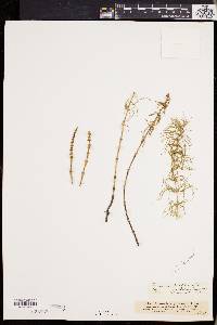 Equisetum pratense image