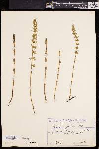 Equisetum pratense image