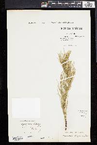 Equisetum arvense subsp. diffusum image