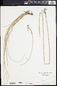 Equisetum telmateia subsp. braunii image
