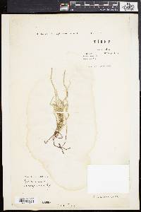 Equisetum ramosissimum image
