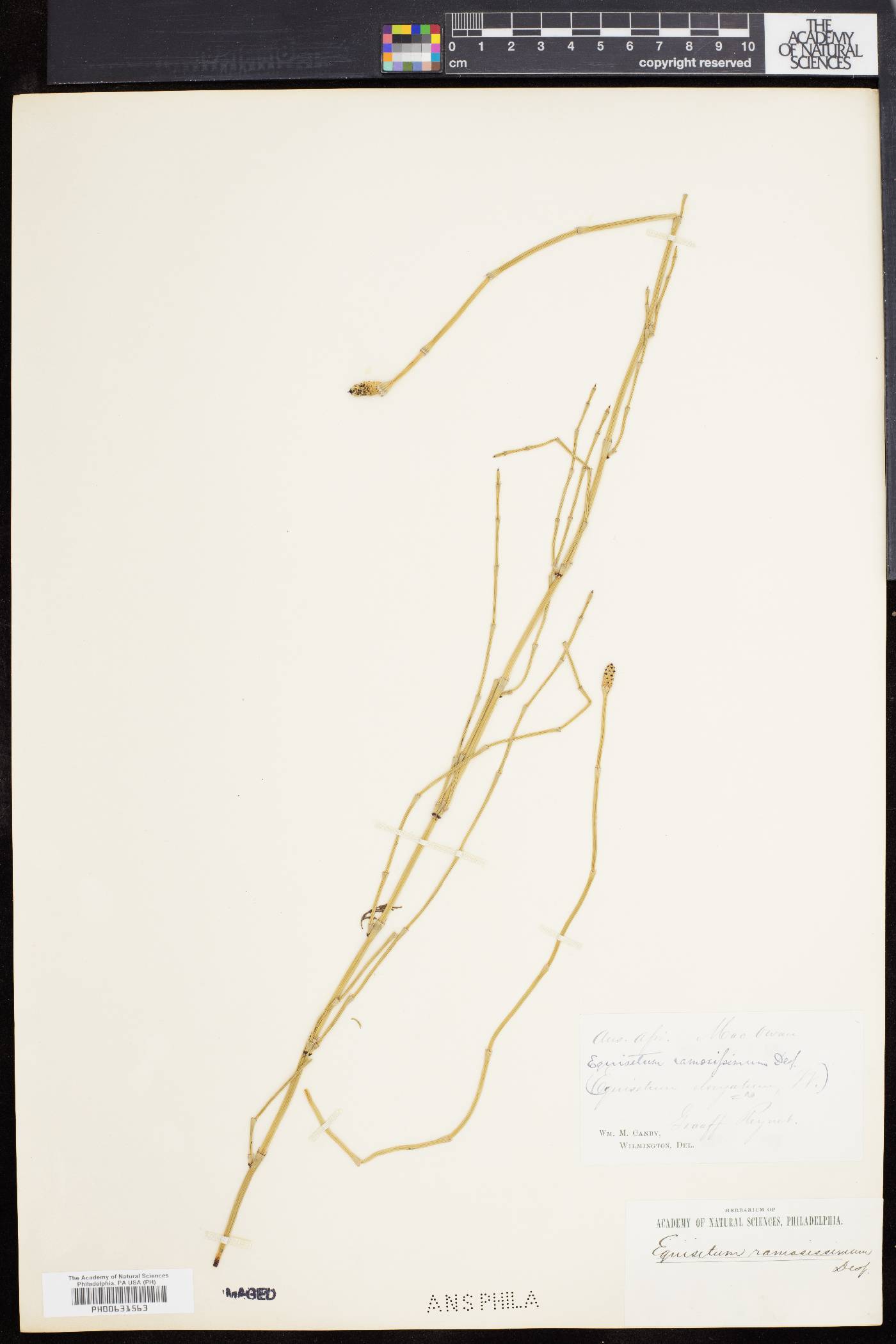 Equisetum ramosissimum image