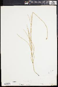 Equisetum ramosissimum image