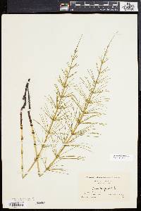 Equisetum fluviatile image