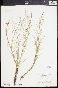 Equisetum fluviatile image