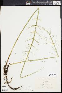 Equisetum fluviatile image