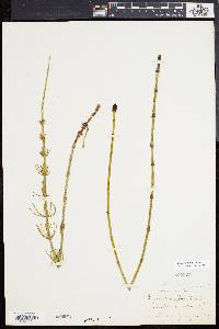 Equisetum fluviatile image