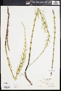 Equisetum fluviatile image