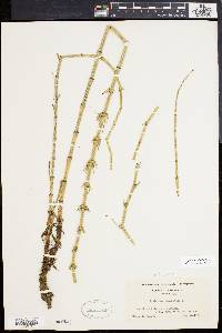 Equisetum fluviatile image