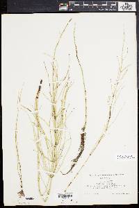 Equisetum fluviatile image