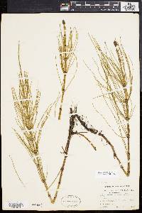 Equisetum fluviatile image