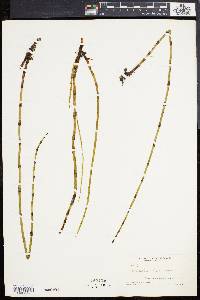 Equisetum fluviatile image