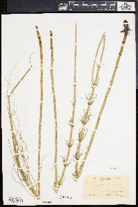 Equisetum fluviatile image