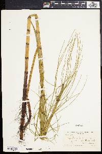 Equisetum fluviatile image