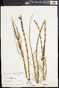 Equisetum fluviatile image